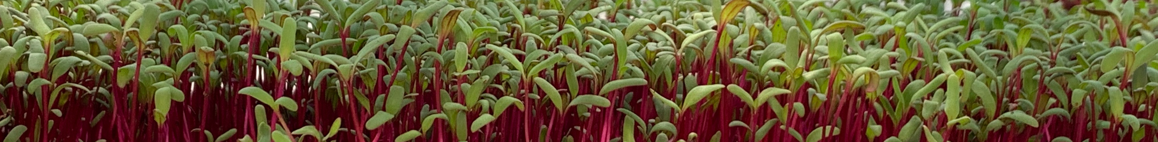 Brotos (Microgreens)
