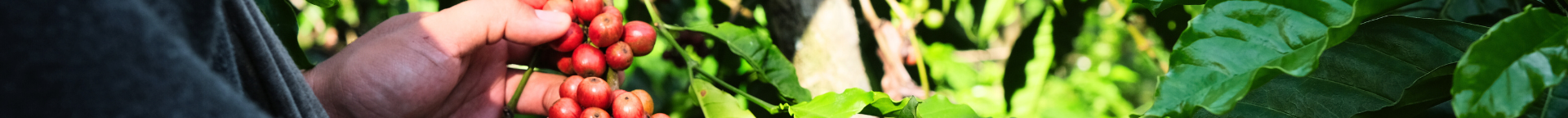 Cafés Edição Limitada | Microlotes Mensais