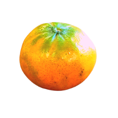 Tangerina Murcote