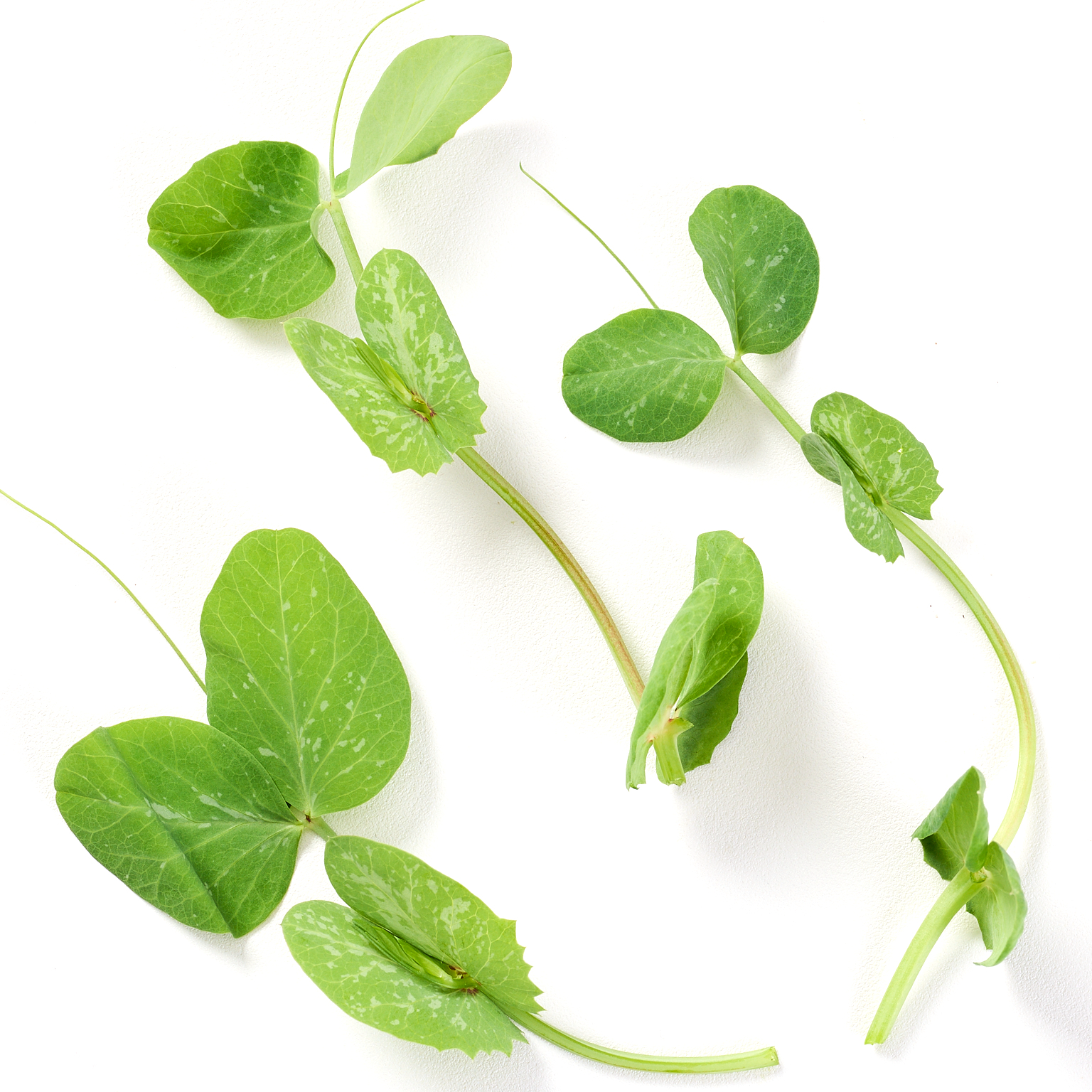 Broto de Ervilha - 90g