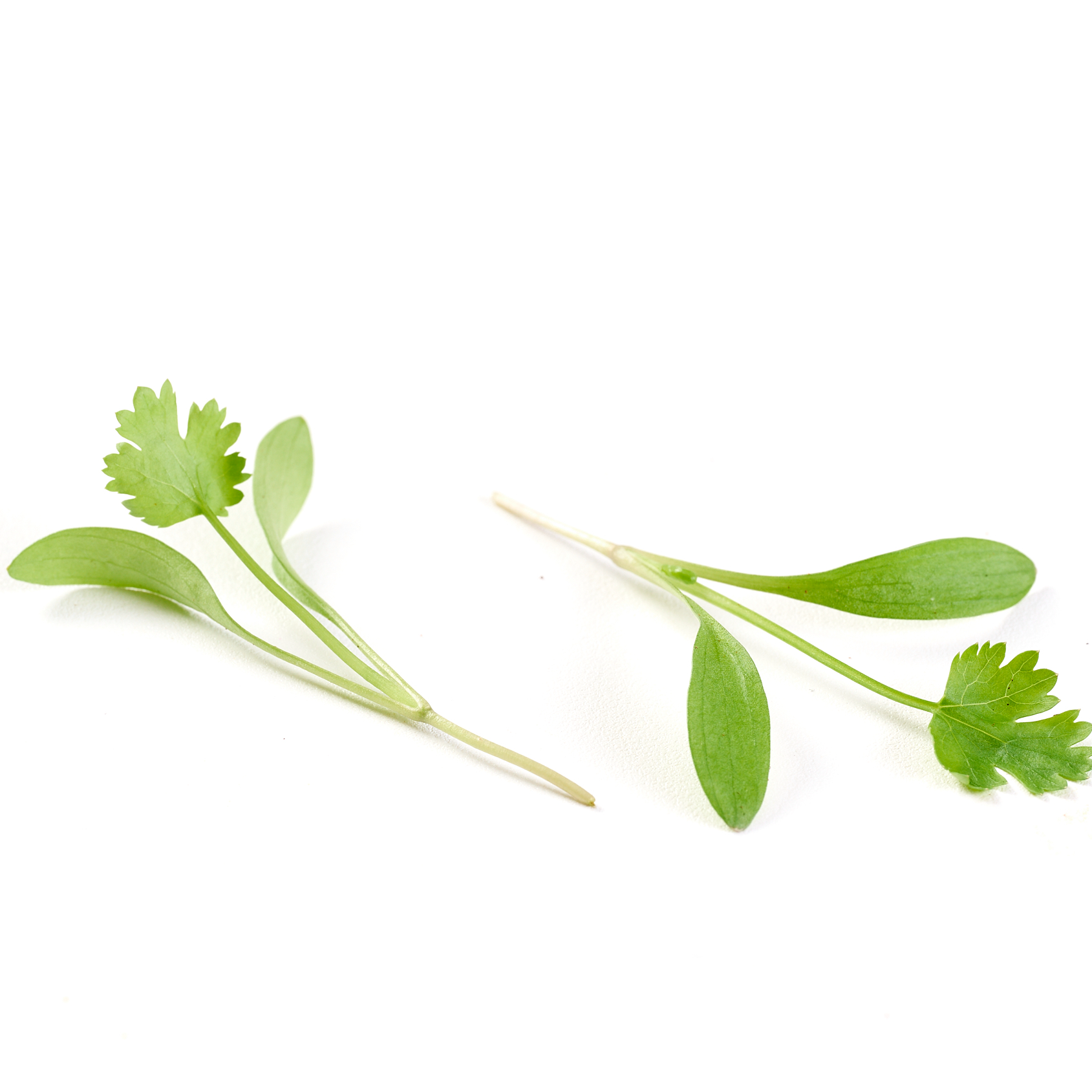 Broto de Coentro - 20g