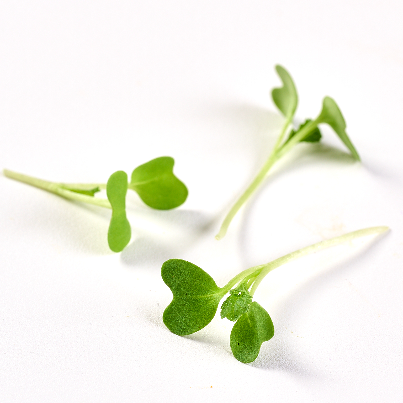 Broto de Mostarda - 90g