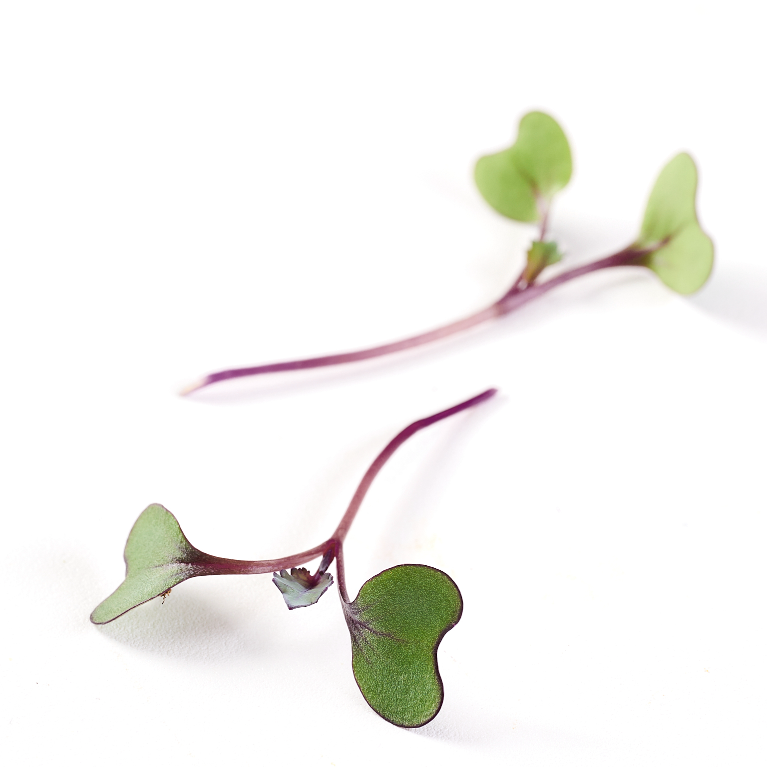 Broto de Repolho Roxo - 90g