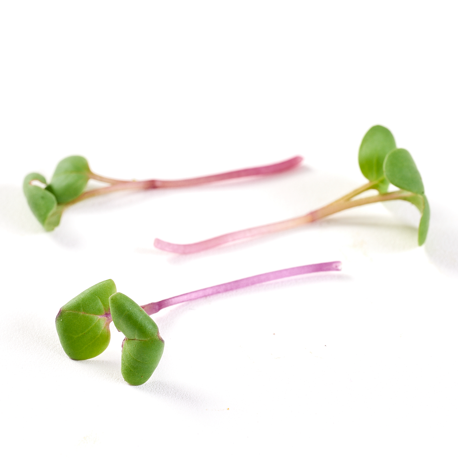 Broto de Rabanete - 120g