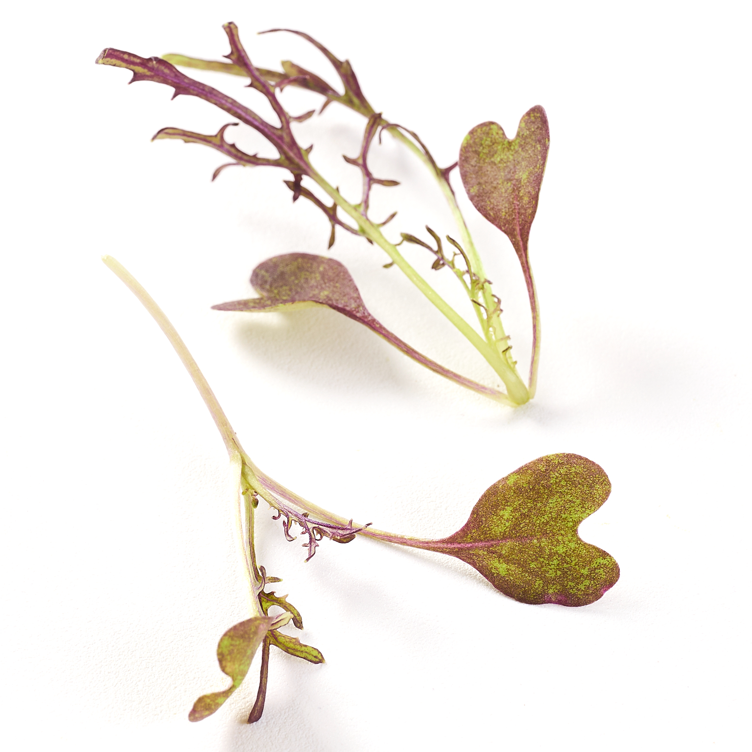 Broto de Mostarda Kyoto- 20g