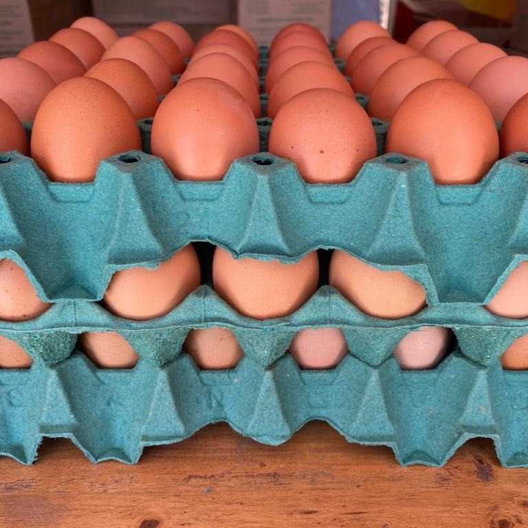 3 BANDEIJA DE OVOS EXTRA VERMELHO