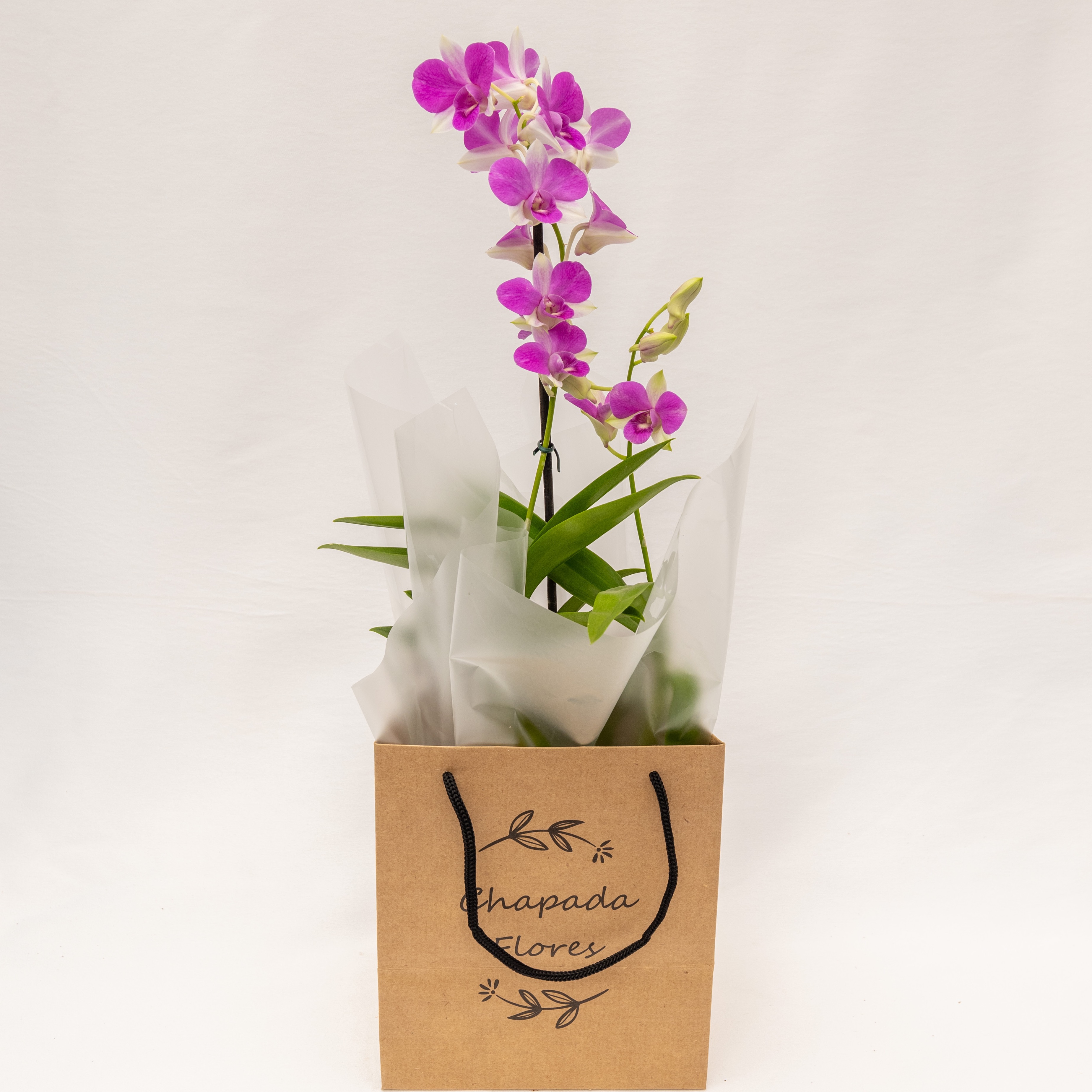 Orquídea Denphal Rosa