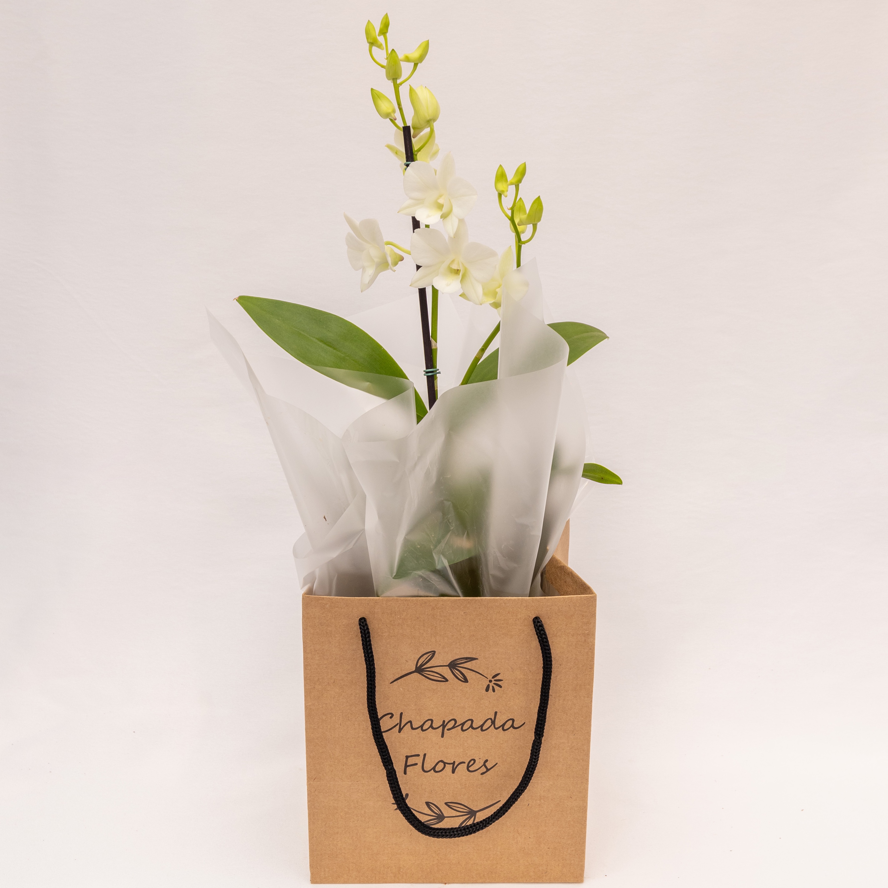 Orquídea Denphal Branca