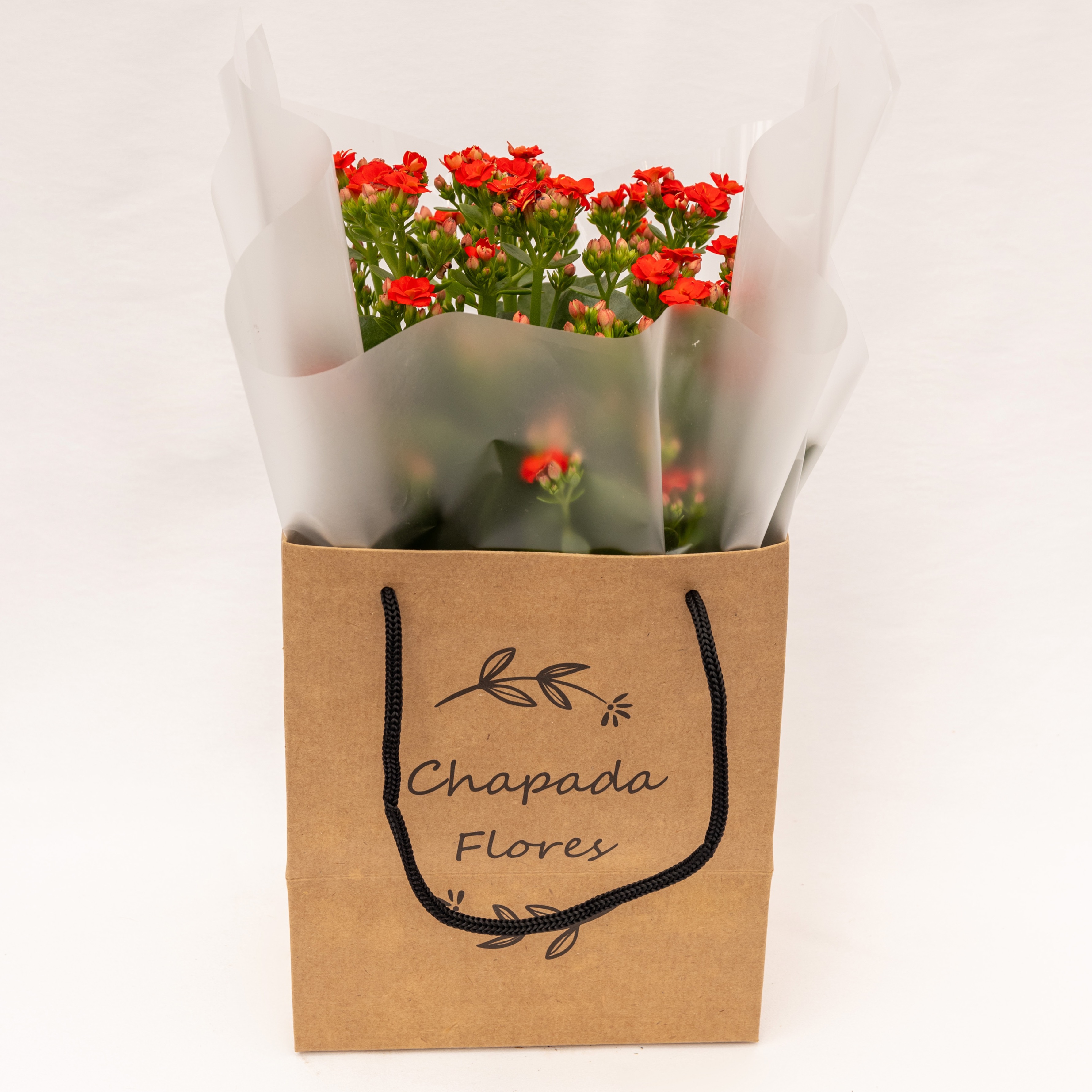 Kalanchoê G Vermelho