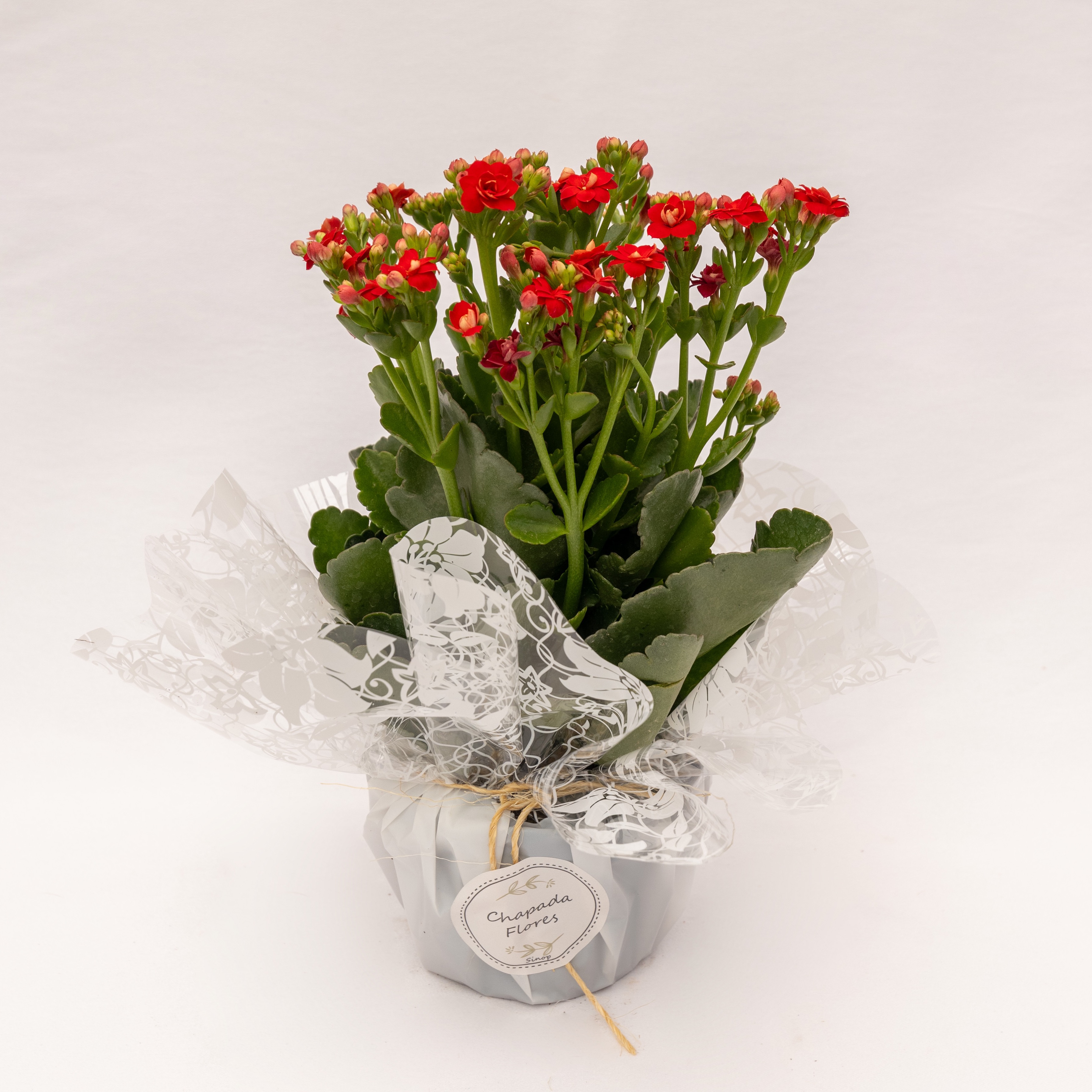 Kalanchoê P Vermelho