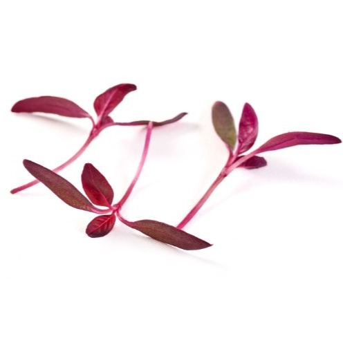 Broto de Amaranto - 20g