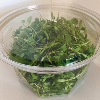 Broto de Coentro - 60g