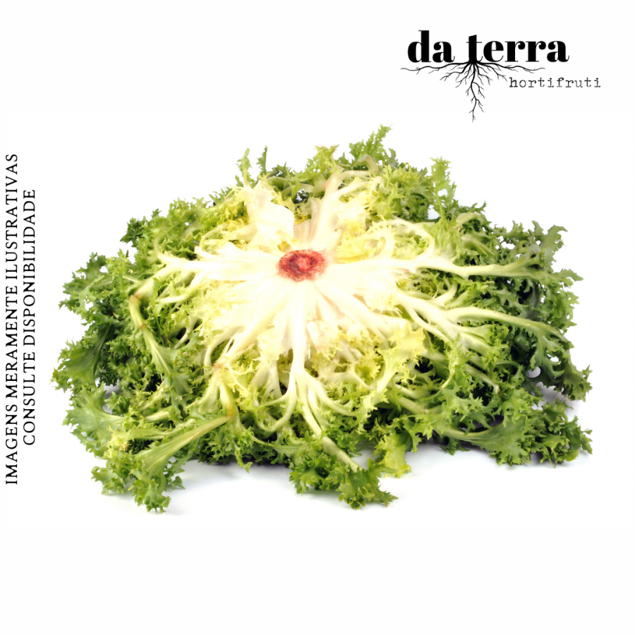 Chicória (Escarola)