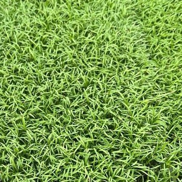 Broto de Cenoura - 60g