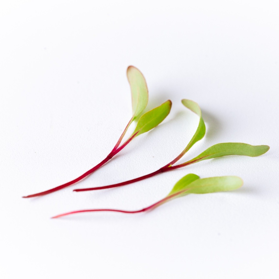 Broto de Beterraba - 30g