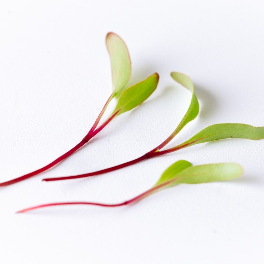 Broto de Beterraba - 90g