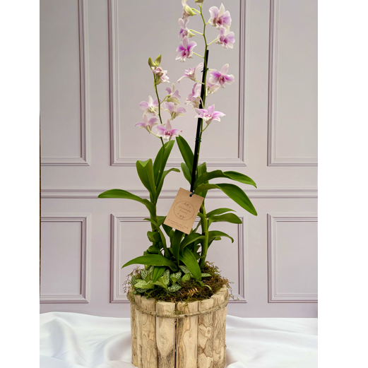 Arranjo de Orq. Denphal Mesclada cachepot madeira