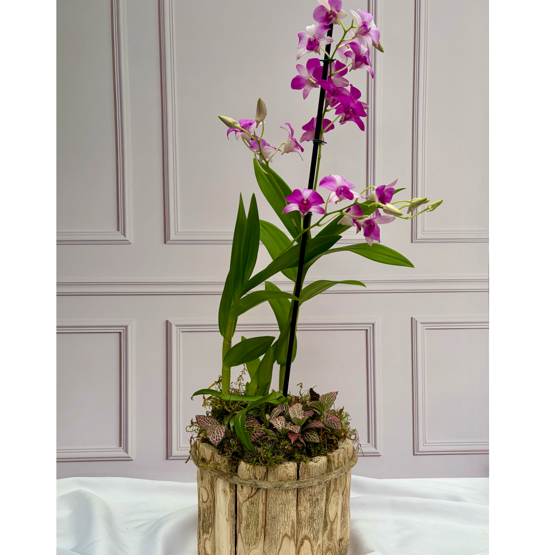 Arranjo de Orq. Denphal Rosa cachepot madeira