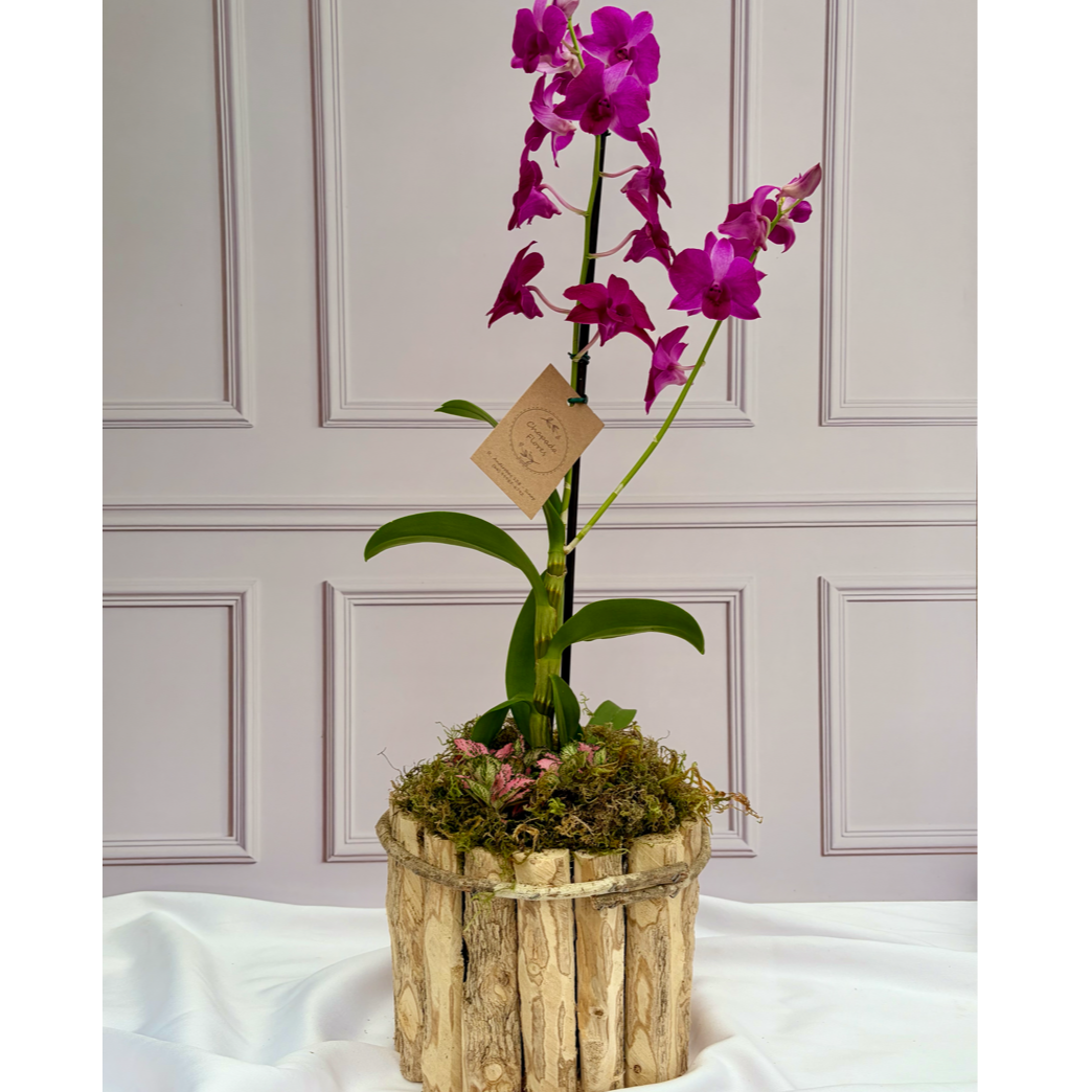 Arranjo Orq. Denphal Pink cachepot madeira