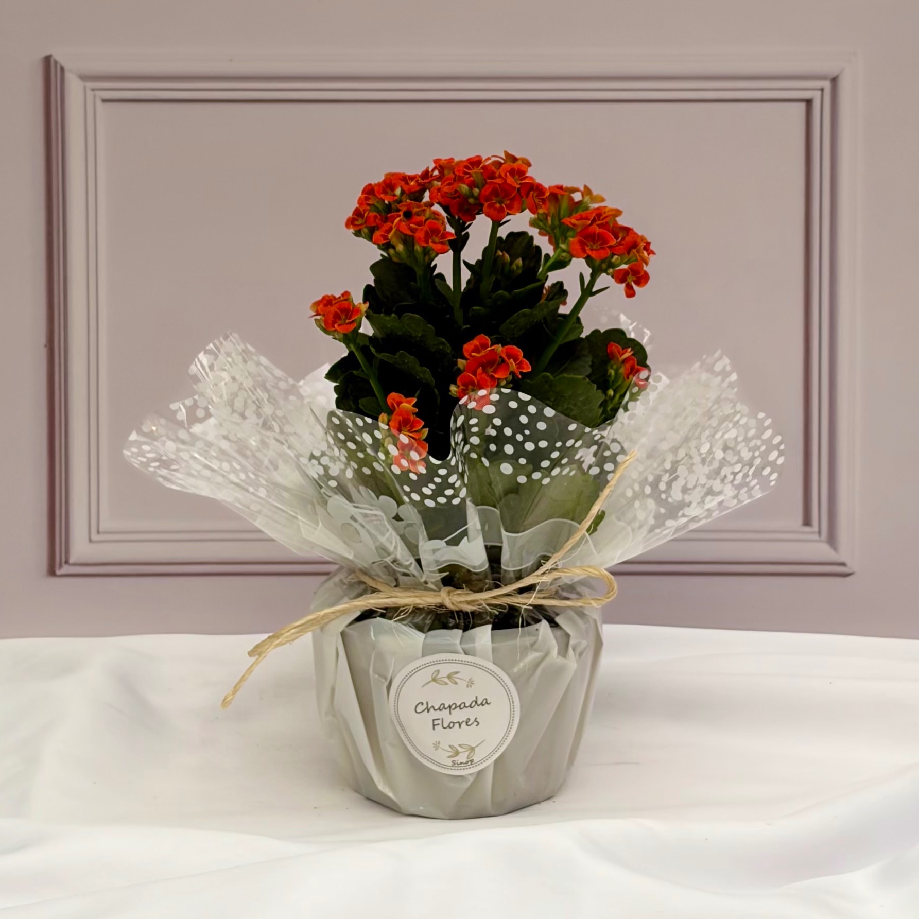 Kalanchoê P Laranja