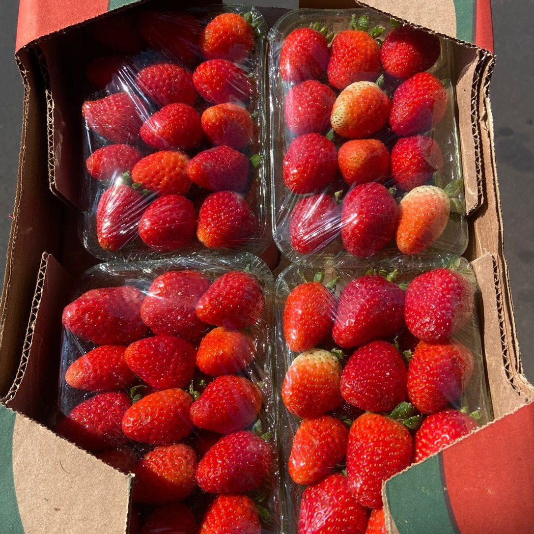 CAIXA DE MORANGO (COM 4 BANDEJAS)