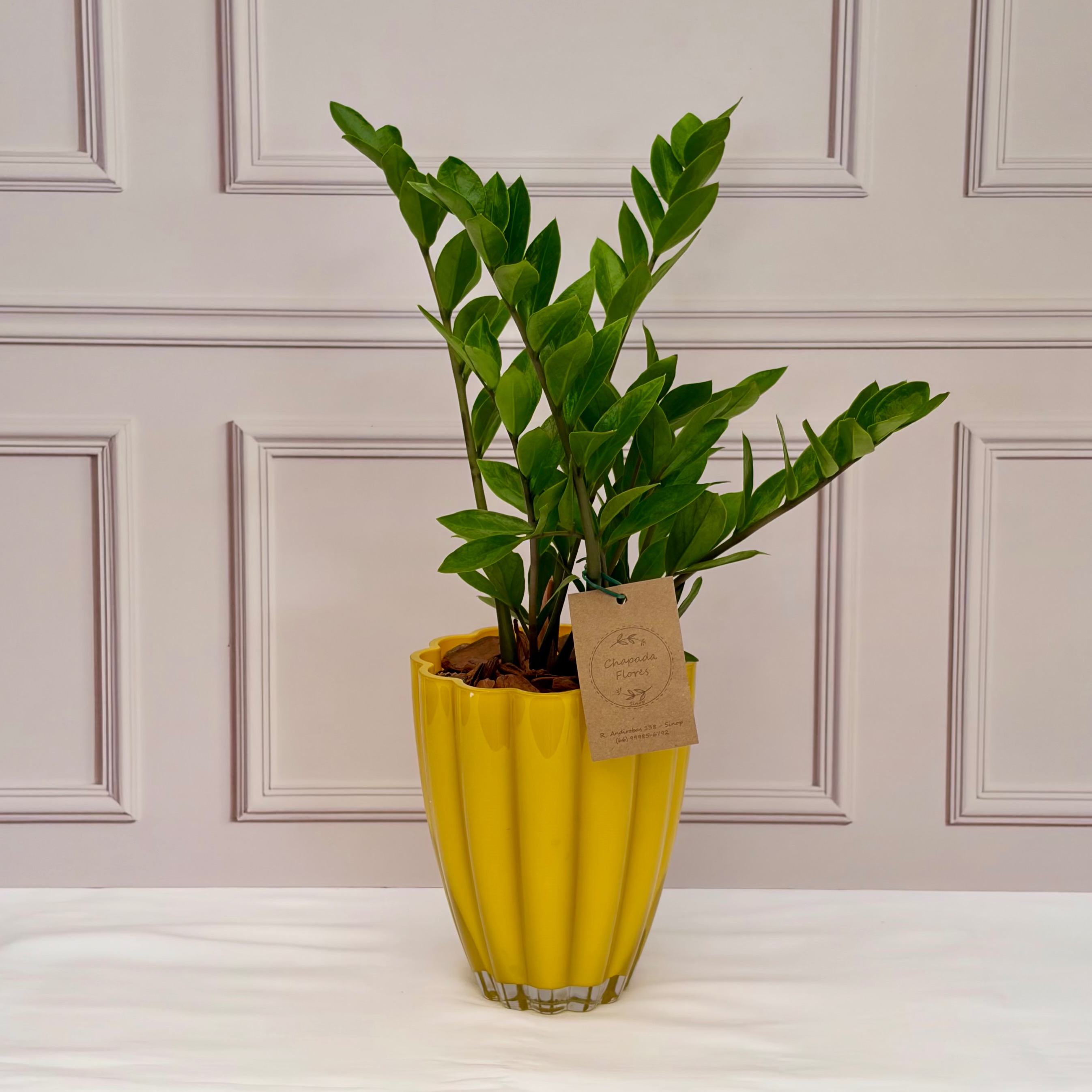 Cachepot 50% OFF + Zamioculca