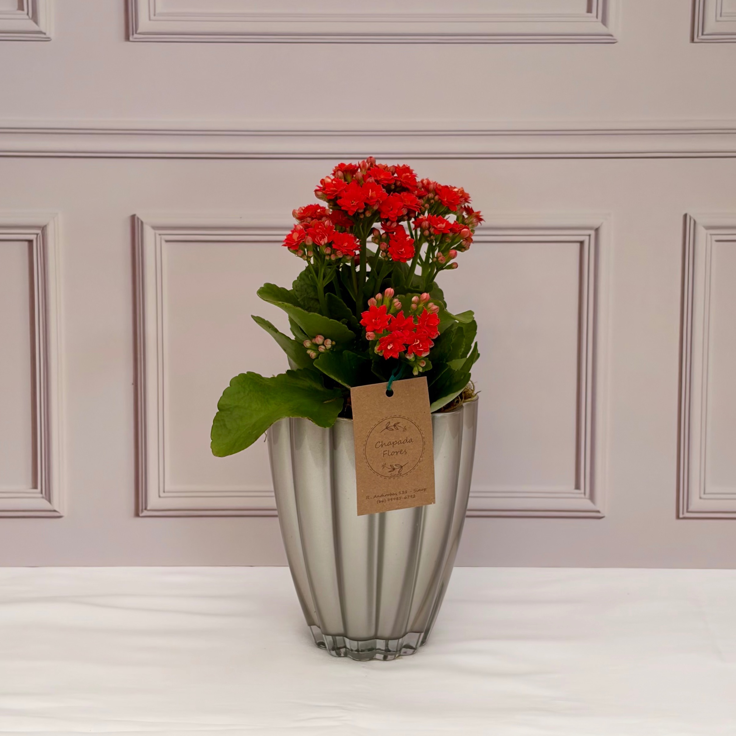 Cachepot 50% OFF + Kalanchoe vermelho