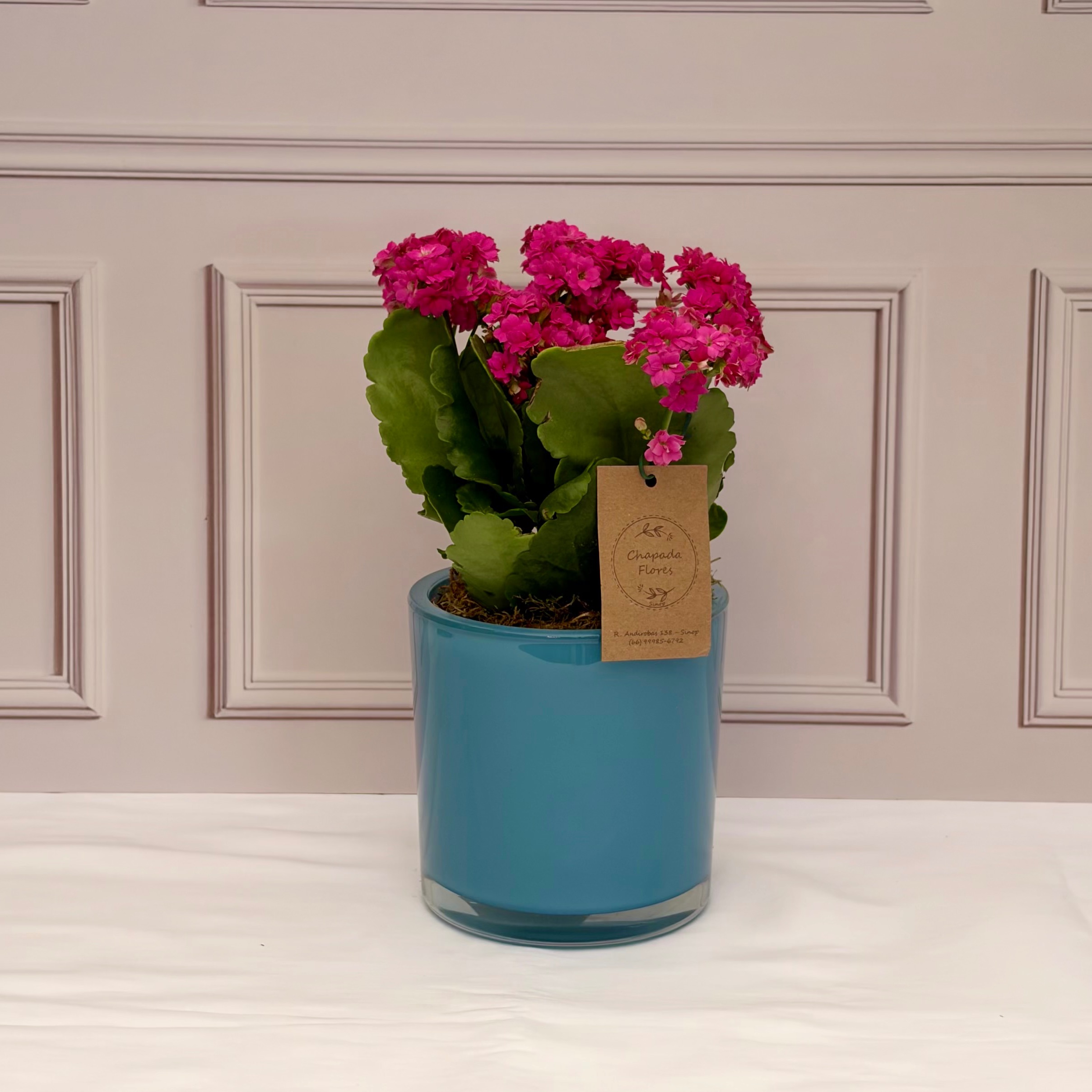 Cachepot 50%OFF + Kalandiva rosa