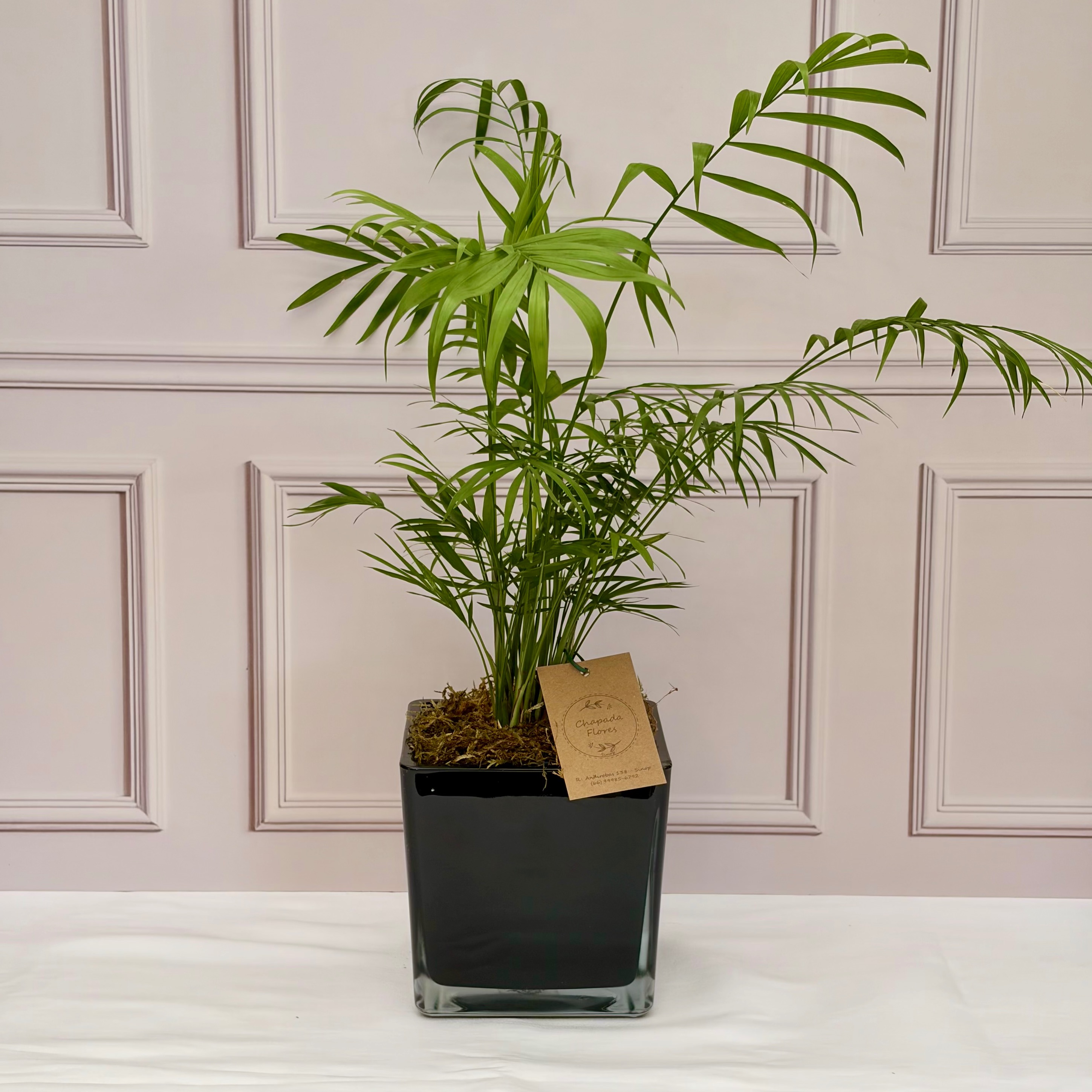 Cachepot 50%OFF + Chamaedorea