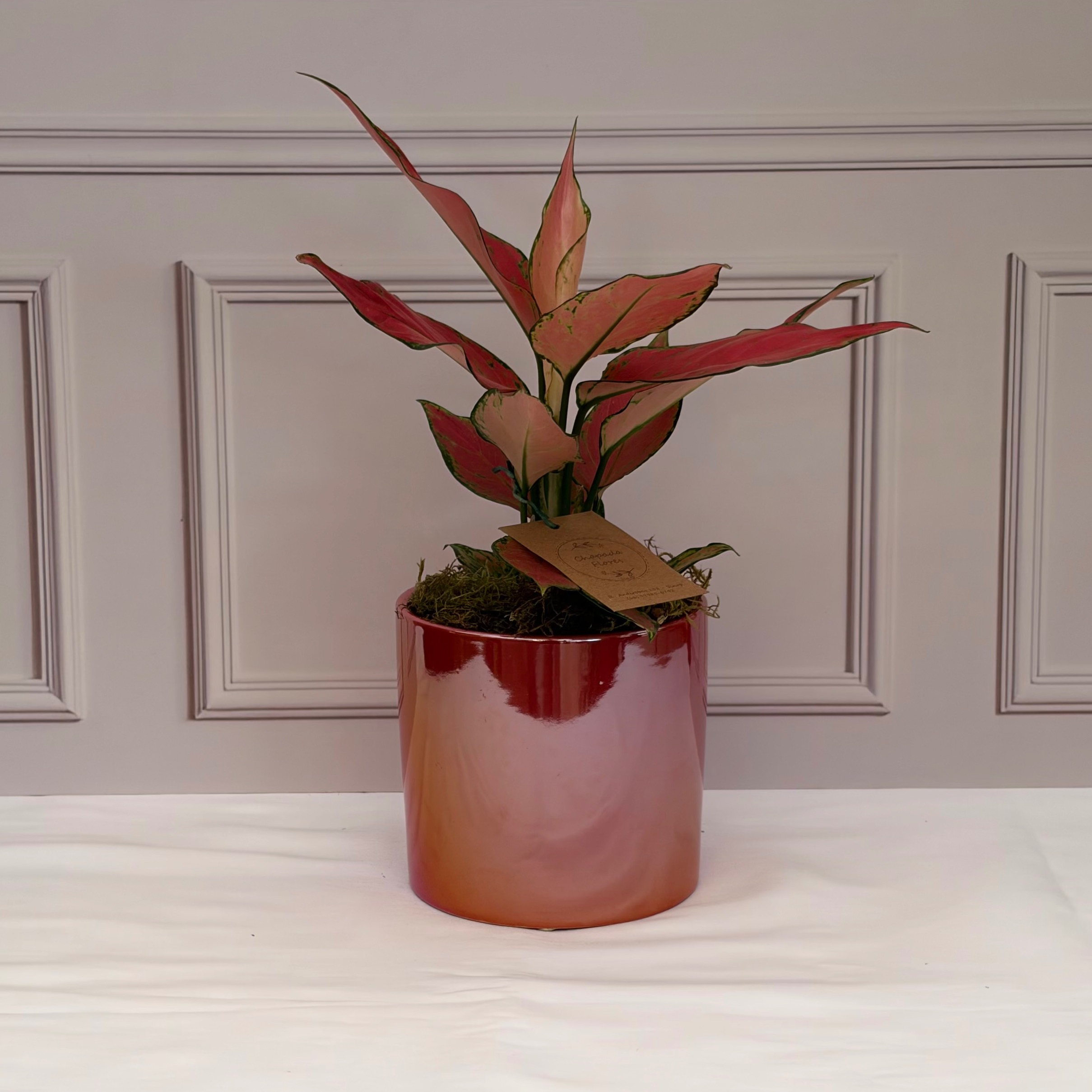 Cachepot 50%OFF + Aglaonema